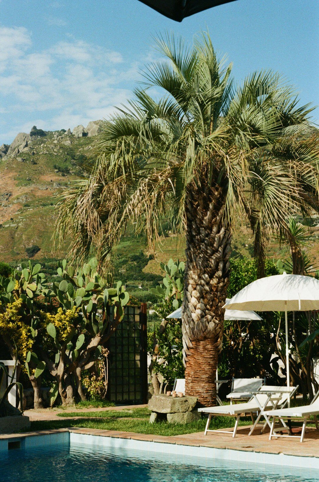 luxury poolside garden